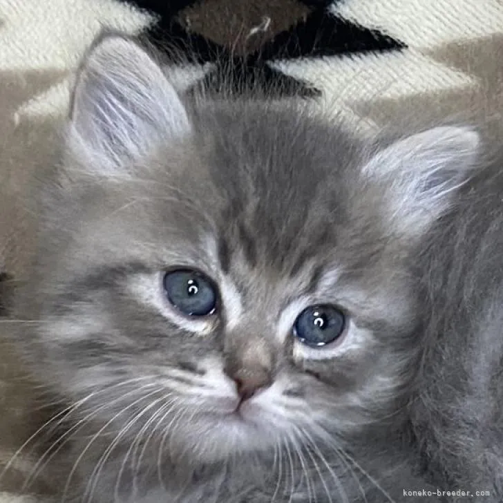 ID:2210-03222の子猫
