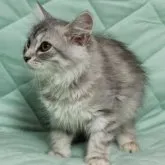 サイベリアン【奈良県・女の子・2023年4月19日・シューテッドシルバータビー】の写真2「7/21撮影」