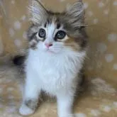 サイベリアン【奈良県・女の子・2022年7月19日・ブラウントービー&ホワイト(三毛)】の写真2「10/1撮影」