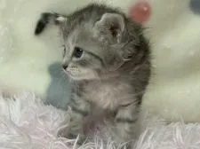 サイベリアン【奈良県・女の子・2022年3月6日・ブルータビー】の写真3「2022/4/2撮影」