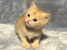 サイベリアン【奈良県・女の子・2022年2月8日・ちょい薄いレッドタビー】の写真4「2022/3/8撮影」