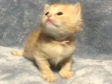 サイベリアン【奈良県・女の子・2022年2月8日・ちょい薄いレッドタビー】の写真5「2022/3/8撮影」