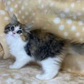 サイベリアン【奈良県・女の子・2022年7月19日・ブラウントービー&ホワイト(三毛)】の写真5「10/1撮影」