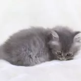 サイベリアン【奈良県・女の子・2025年8月8日・シルバータビー】の写真2「このマズルの短さ！」