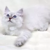 サイベリアン【奈良県・女の子・2025年5月5日・ブルーリンクスポイント ディープブルーアイ】の写真10