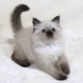 サイベリアン【奈良県・男の子・2025年10月11日・シールポイント ディープブルーアイ】の写真10