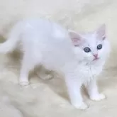 サイベリアン【奈良県・女の子・2025年9月25日・ホワイト ブルーアイ】の写真2