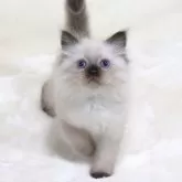 サイベリアン【奈良県・男の子・2025年10月11日・シールポイント ディープブルーアイ】の写真11