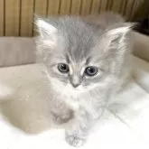 サイベリアン【奈良県・女の子・2025年8月8日・シルバータビー】の写真13「ちみっこい時」