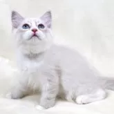 サイベリアン【奈良県・男の子・2025年5月5日・ブルーリンクスポイント&ホワイトディープブルーアイ】の写真15