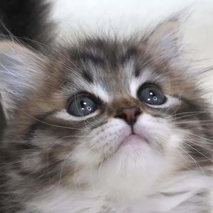 ID：2502-00353の子猫