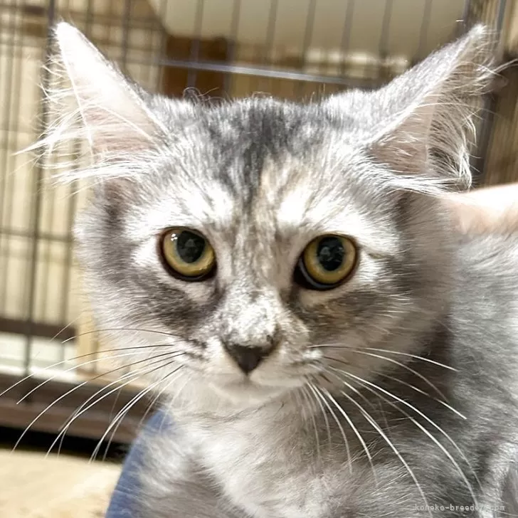 ID：2509-01473の子猫