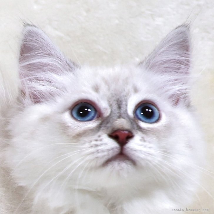 ブリーダー画像