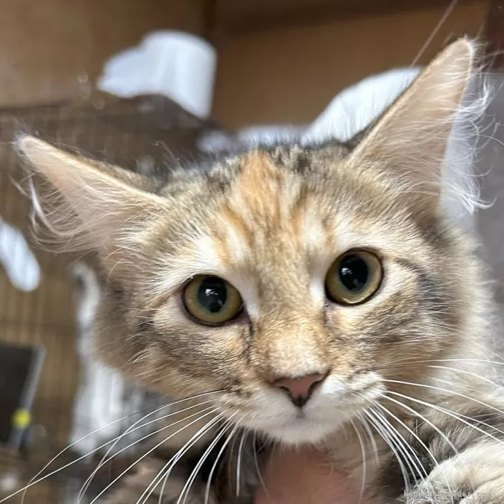 ID：2509-01164の子猫