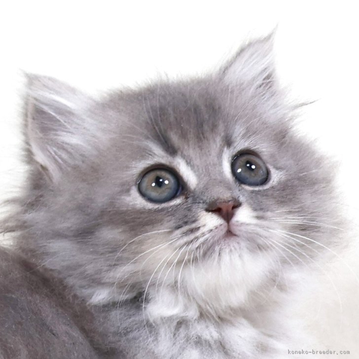 ブリーダー画像