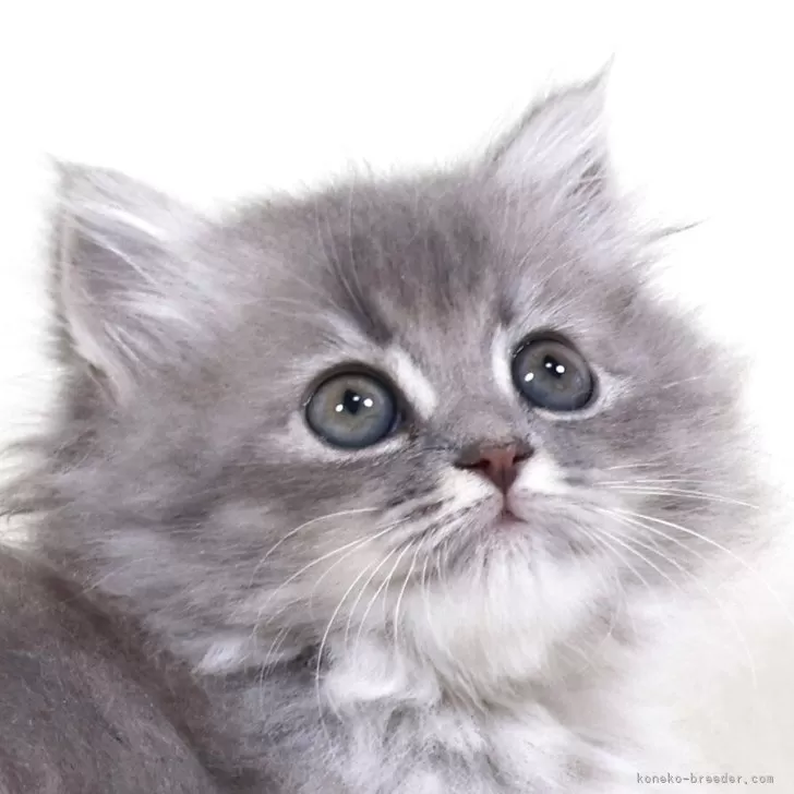 サイベリアン【奈良県・女の子・2025年8月8日・シルバータビー】の写真1