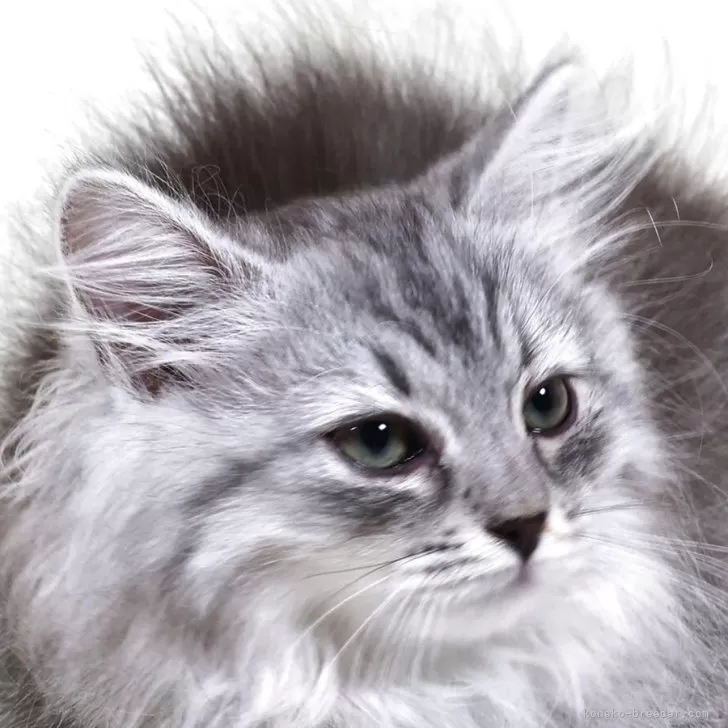 ID：2507-03030の子猫