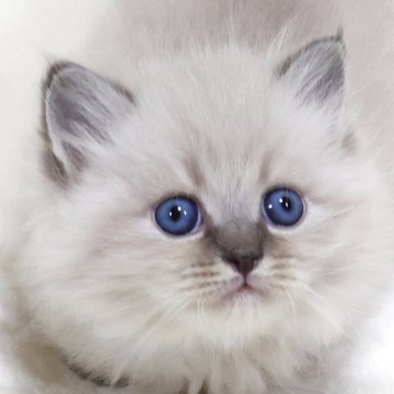 サイベリアン【奈良県・男の子・2025年5月6日・ブルーリンクスポイント ディープブルーアイ】の写真「両祖父外産・父方祖父WCFチャンピオン」