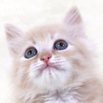 サイベリアン【奈良県・男の子・2025年8月8日・クリームマッカレルタビー&ホワイト】の写真「パパ譲りの穏やかな性格」