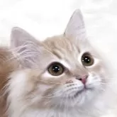 サイベリアン【奈良県・男の子・2025年8月8日・クリームマッカレルタビー&ホワイト】の写真1