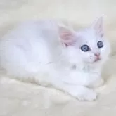 サイベリアン【奈良県・女の子・2025年9月25日・ホワイト ブルーアイ】の写真11