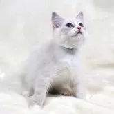 サイベリアン【奈良県・男の子・2025年5月5日・ブルーリンクスポイント&ホワイトディープブルーアイ】の写真3