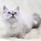 サイベリアン【奈良県・女の子・2025年5月5日・ブルーリンクスポイント ディープブルーアイ】の写真4