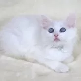 サイベリアン【奈良県・女の子・2025年9月25日・ホワイト ブルーアイ】の写真3