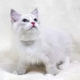 サイベリアン【奈良県・男の子・2025年5月5日・ブルーリンクスポイント&ホワイトディープブルーアイ】の写真5