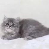 サイベリアン【奈良県・女の子・2025年8月8日・シルバータビー】の写真6