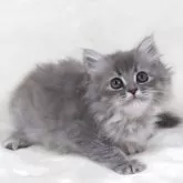 サイベリアン【奈良県・女の子・2025年8月8日・シルバータビー】の写真7