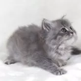 サイベリアン【奈良県・女の子・2025年8月8日・シルバータビー】の写真8