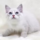 サイベリアン【奈良県・男の子・2025年5月5日・ブルーリンクスポイント&ホワイトディープブルーアイ】の写真8