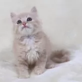 サイベリアン【奈良県・男の子・2025年8月8日・クリームマッカレルタビー&ホワイト】の写真5