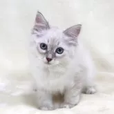 サイベリアン【奈良県・女の子・2025年5月5日・ブルーリンクスポイント ディープブルーアイ】の写真3