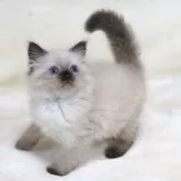 サイベリアン【奈良県・男の子・2025年10月11日・シールポイント ディープブルーアイ】の写真7