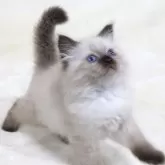 サイベリアン【奈良県・男の子・2025年10月11日・シールポイント ディープブルーアイ】の写真9