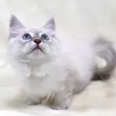 サイベリアン【奈良県・女の子・2025年5月5日・ブルーリンクスポイント ディープブルーアイ】の写真9