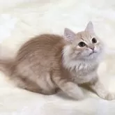 サイベリアン【奈良県・男の子・2025年8月8日・クリームマッカレルタビー&ホワイト】の写真3