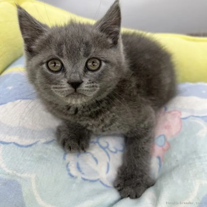 ID：2303-02765の子猫