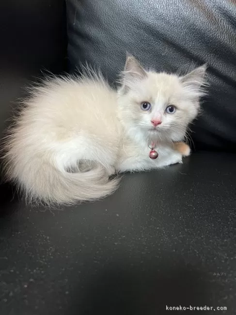 ID:2410-01529の子猫