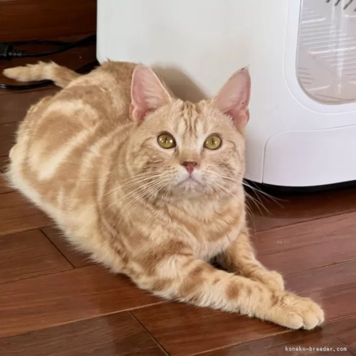 ID:2402-02284の子猫
