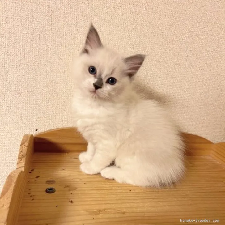 ID：2311-00338の子猫