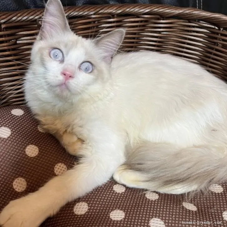 ID:2305-03534の子猫