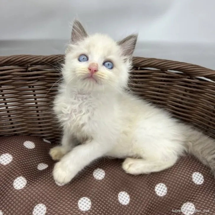 ID：2305-00774の子猫