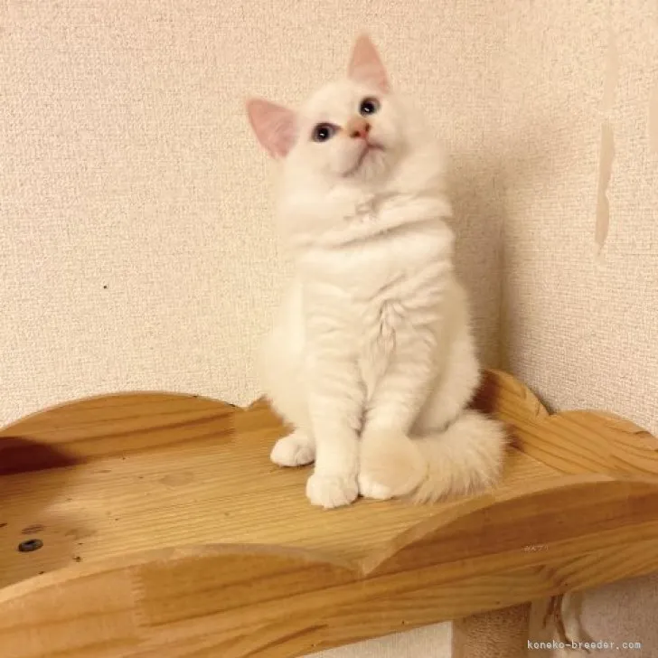 ID:2309-00998の子猫