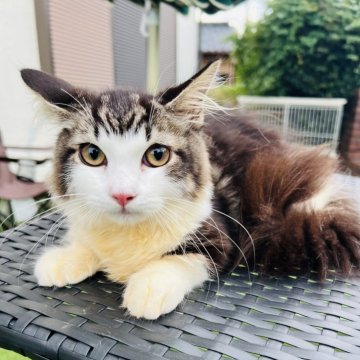 マンチカン(短足)【埼玉県・男の子・2024年4月30日・ブラック&ホワイト】の写真「超元気いっぱい可愛い子です！！」