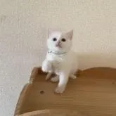 ラグドール【埼玉県・女の子・2022年12月17日・クリームポイントバイカラー】の写真1「2/9撮影した写真」