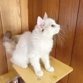 ラグドール【埼玉県・女の子・2024年5月13日・シールトーティーポイントバイカラー】の写真3