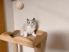 ラグドール【埼玉県・男の子・2025年7月10日・シールポイントバイカラー】の写真7